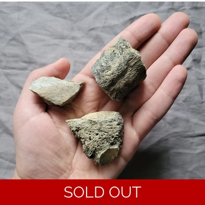 Rare Nodosaur Armor Bone Dinosaur Fossil Lot From South Dakota